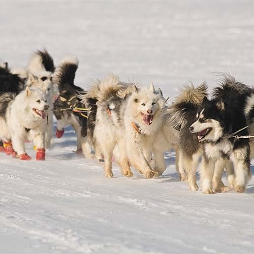 Yakutian Laika pulling sled