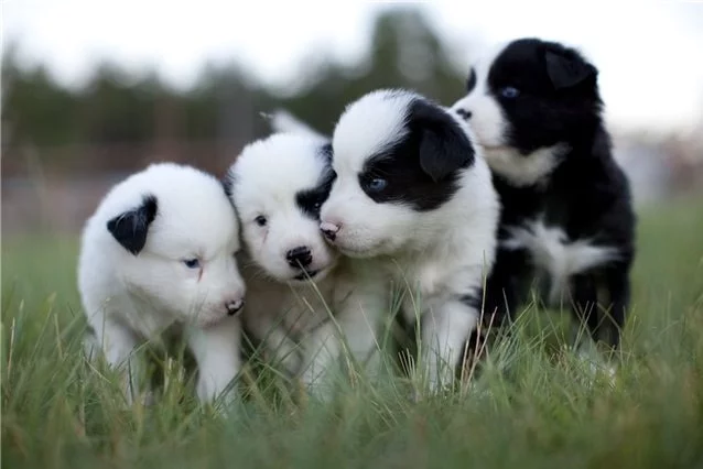 Yakutian Laika puppy cost
