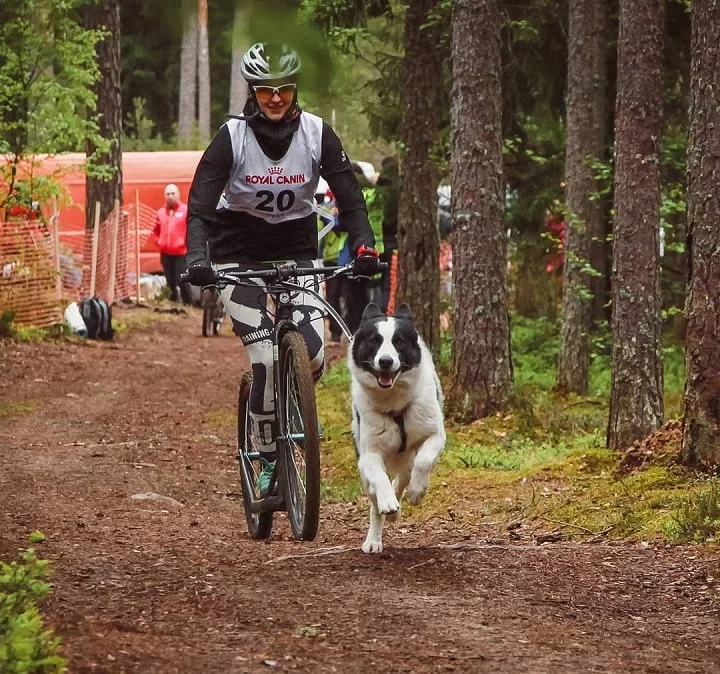 Yakutian Laika is very active