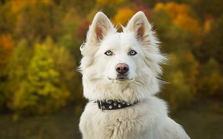 yakutian laika puppies