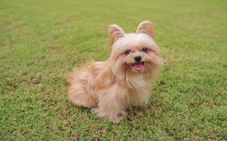 pomeranian yorkie mix full grown