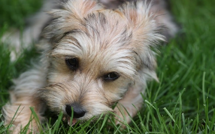 bichon frise terrier mix