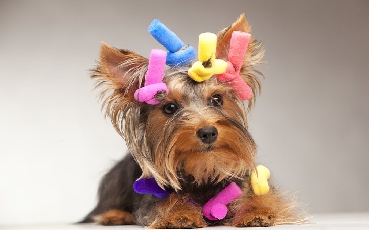 Yorkie Pin temperament and personality