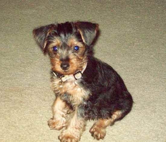 Yorkie Pin puppy cost