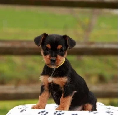 Yorkie Russell Puppy cost