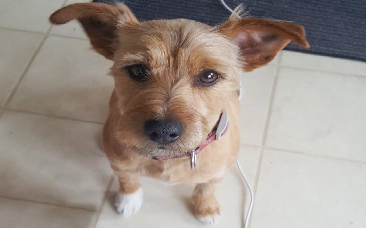 jack russell x yorkshire terrier