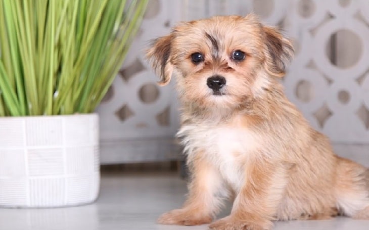 Yorkie ton temperament and personality