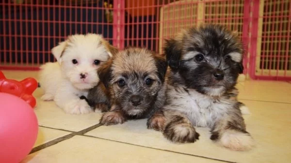 Yorkie-ton puppy cost