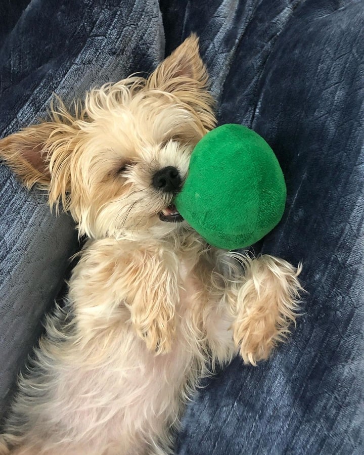 Yorkie-ton playing with a toy
