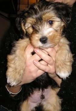 Yorkie-ton puppy cost