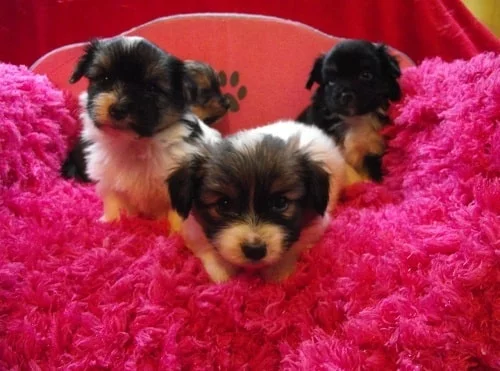 Yorkillon Puppy cost