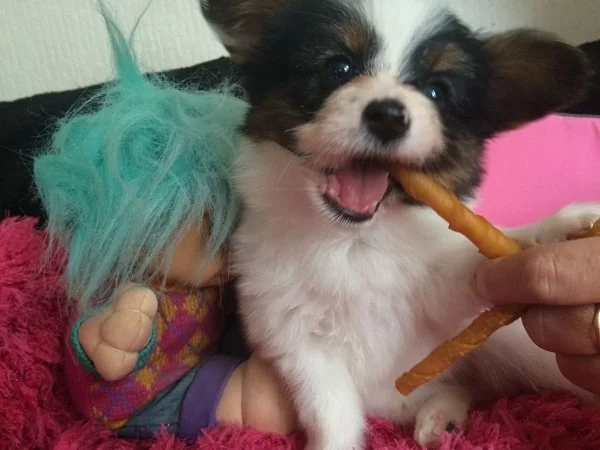 Yorkillon Puppy cost
