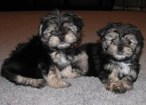 Yorkinese puppy cost