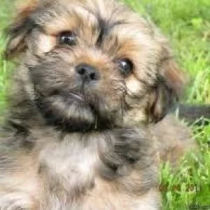 Yorkinese puppy cost