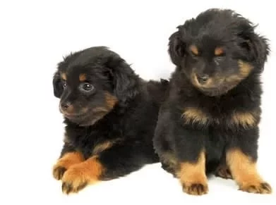 Yorkipoo Puppy cost