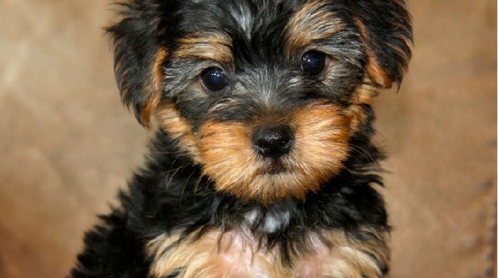 Yorkipoo Puppy cost