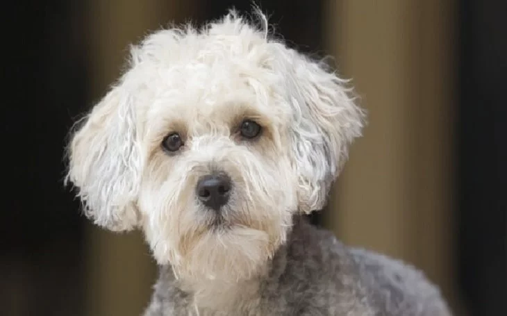 Yorkipoo history and behavior