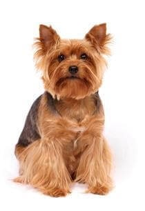 Yorkshire Terrier cross bred with Pomeranian