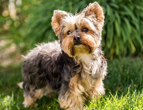 Yorkshire Terrier cross bred with Jack Russell