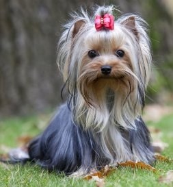 Yorkshire Terrier crossed bred with Poodle