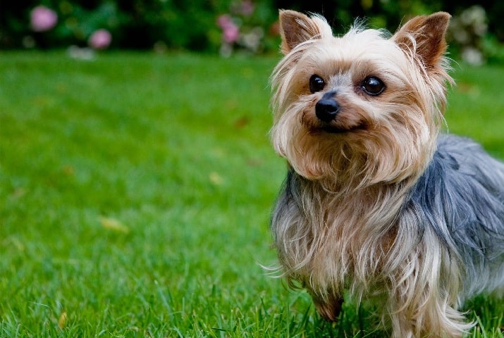 Yorkshire Terrier crossed bred with Coton de Tulear