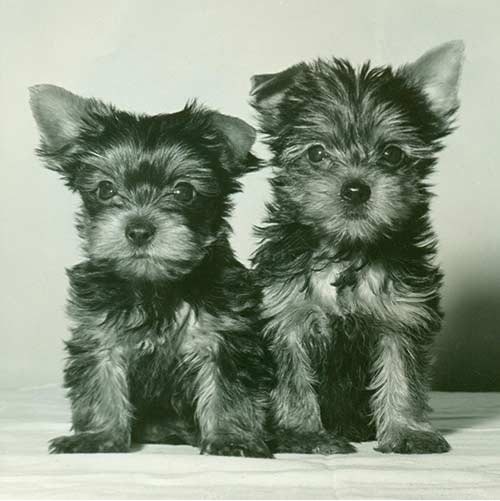 Yorkshire Terrier puppies