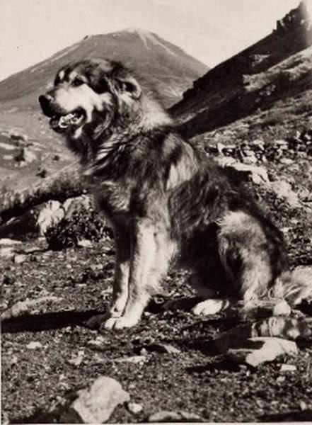 ancient Yugoslavian Shepherd