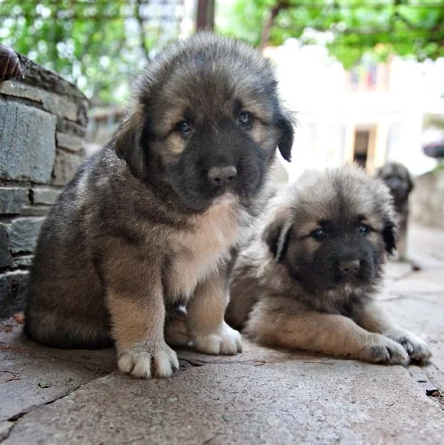 Yugoslavian Shepherd puppy cost