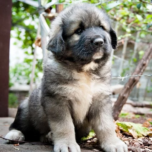Yugoslavian Shepherd puppy cost