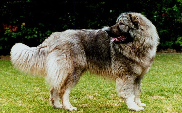 yugoslavian shepherd dog