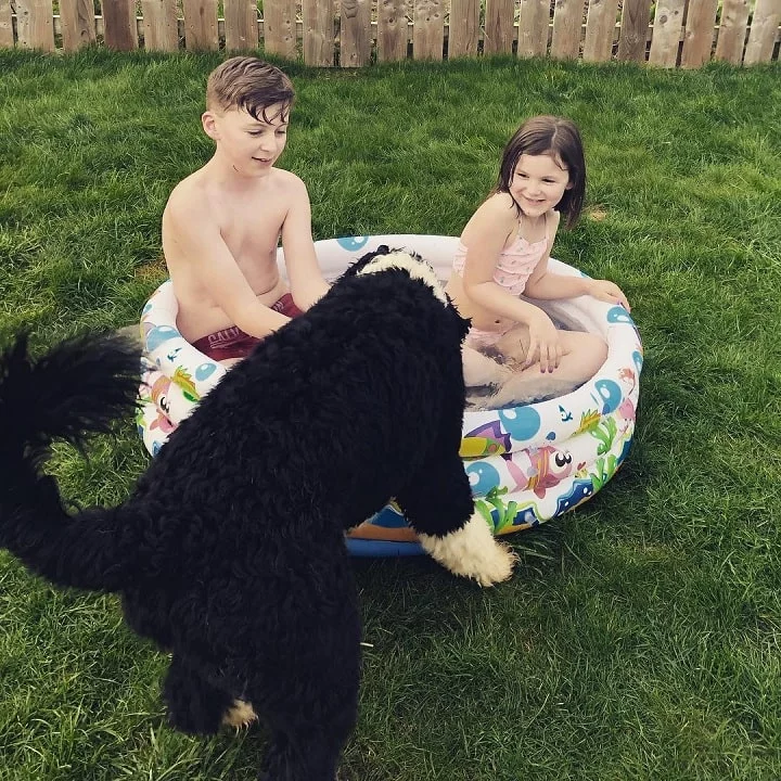 Portuguese Water dog is child friendly