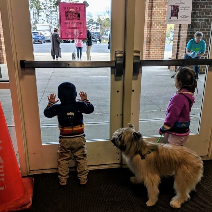 Pyrenean Shepherd is chlid friendly