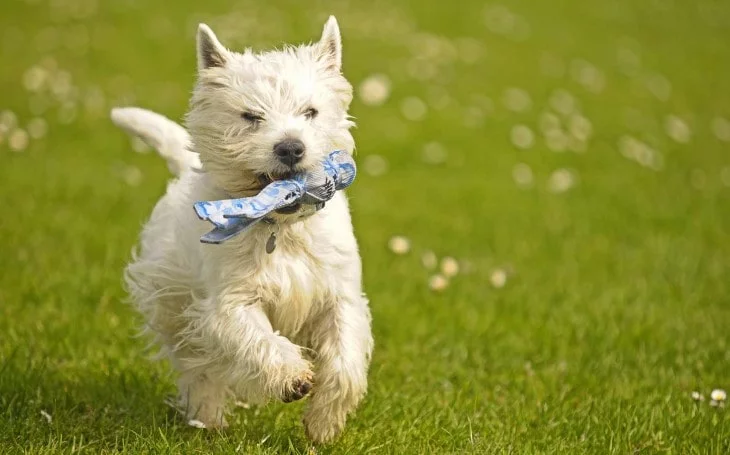 West Highlands White Terrier Is PLayful.