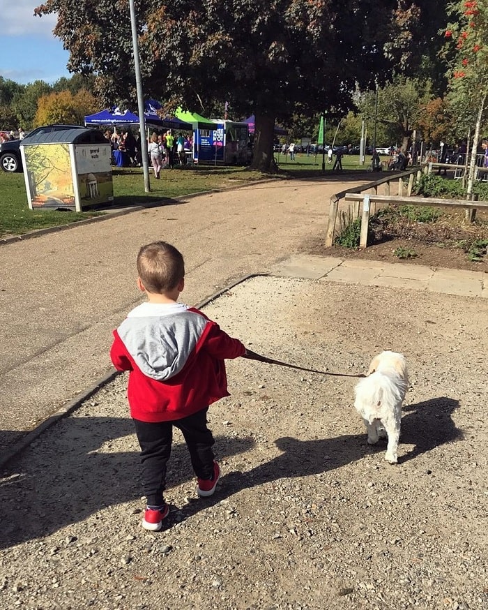 A boy taking Cavachon on the walk