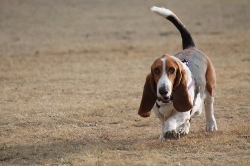 The average lifespan of a basset hound is ab cd years