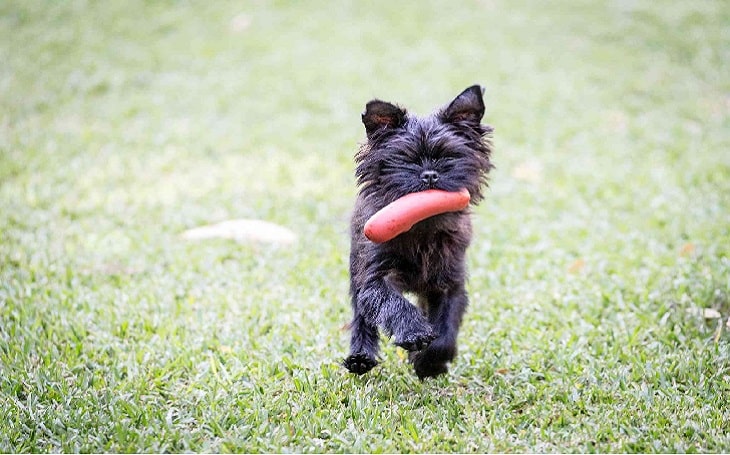 can a affenpinscher eat slim jim