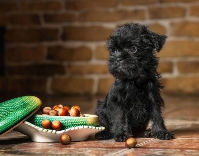 Affenpinscher Terrier puppy with food