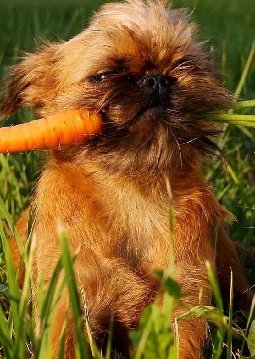 Affenpinscher Terrier with a carrot in its mouth