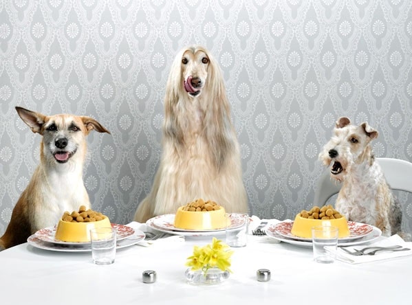 Afghan Hound enjoying meal with its friends