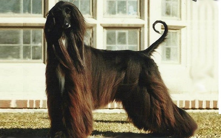 Afghan Hound feeding methods