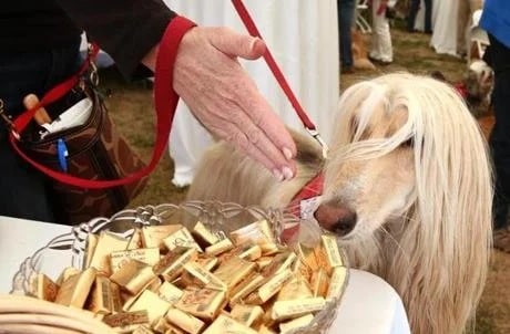 Afghan Hound trying to take chocolates