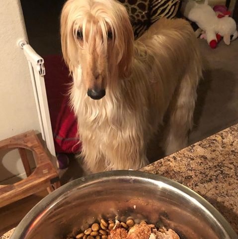 Afghan Hound waiting for food