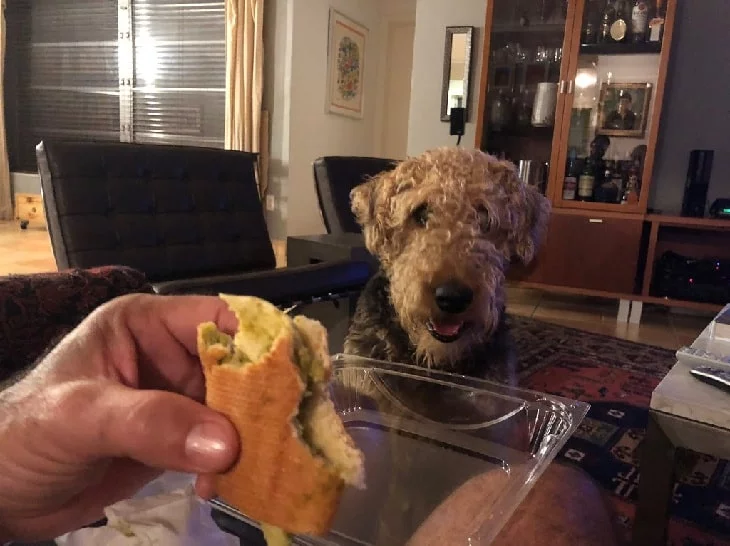 Airedale Terrier looking at human food