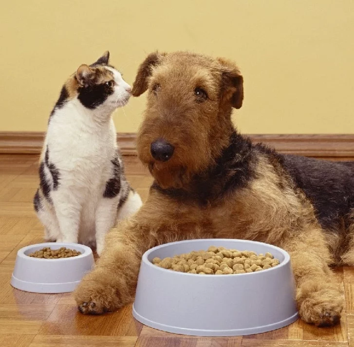 Airedale Terrier eating food with a cat