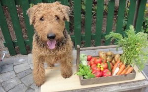 Airedale Terrier with vegetables