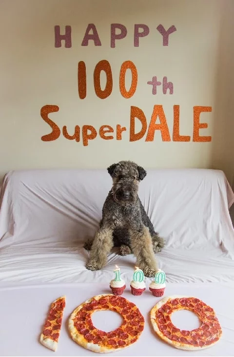 Airedale Terrier celebrating its birthday with delicious treats