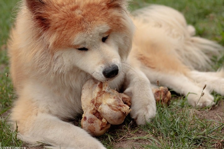 what does akita eat