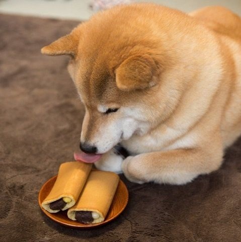 Akita eating pancake