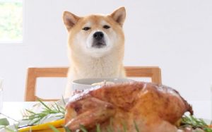 Akita in front of the Chicken