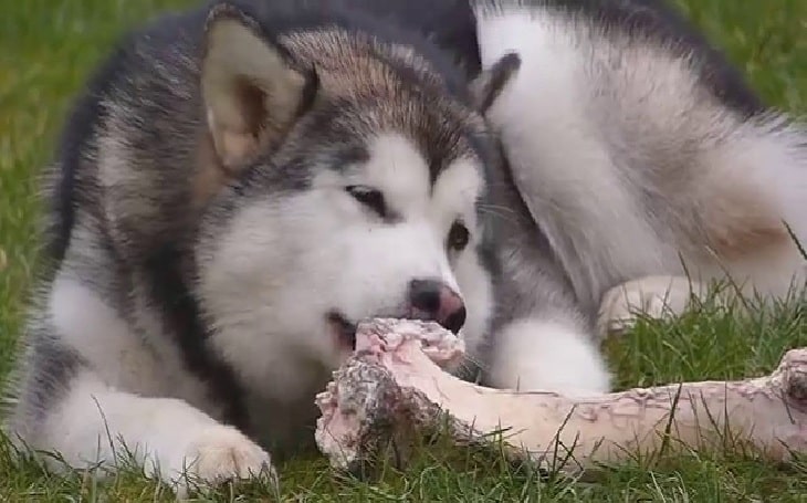 Alaskan Malamute eating bones